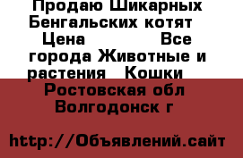 Продаю Шикарных Бенгальских котят › Цена ­ 17 000 - Все города Животные и растения » Кошки   . Ростовская обл.,Волгодонск г.